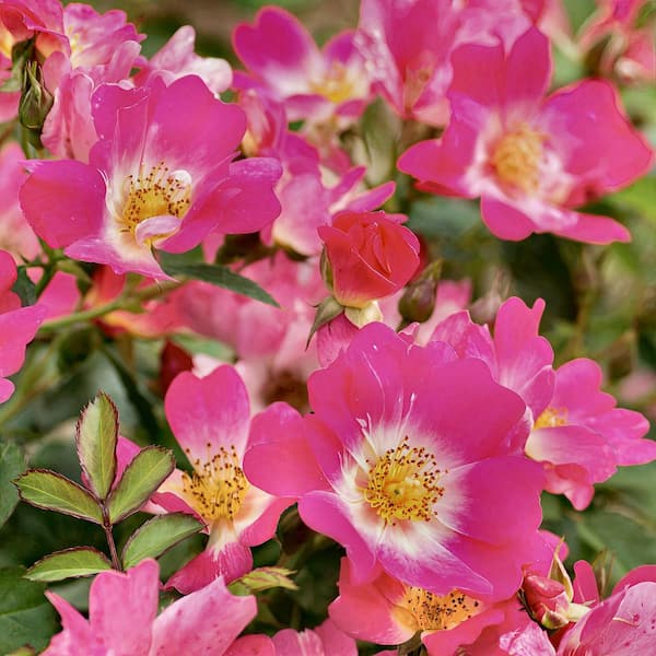 Drift 3 Gal. Drift Rose with Pink Flowers HD2631 - The Home Depot