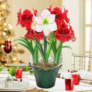 Wonderland Red and White Flowering Amaryllis (Hippaestrum) Three Bulb Kit with 9 in. Pot