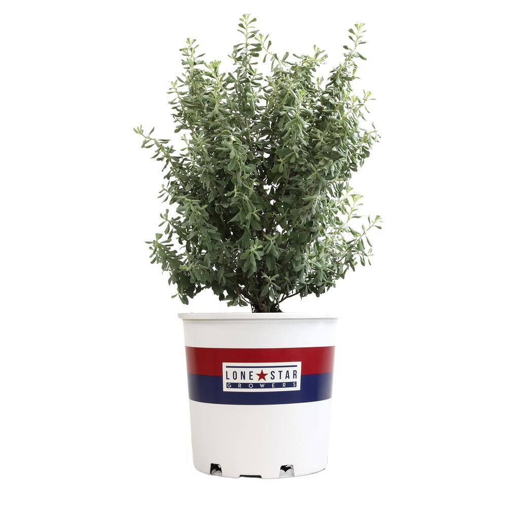 Silverado Sage Leucophyllum Perennial Shrub in 8 Quart Container