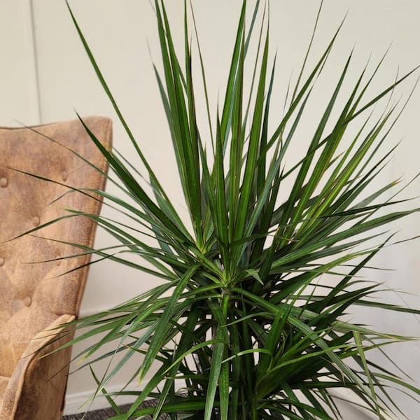 brazil sport carnival philodendron Philodendron Brazil in Hanging Basket, Live Tropical Vining Plant