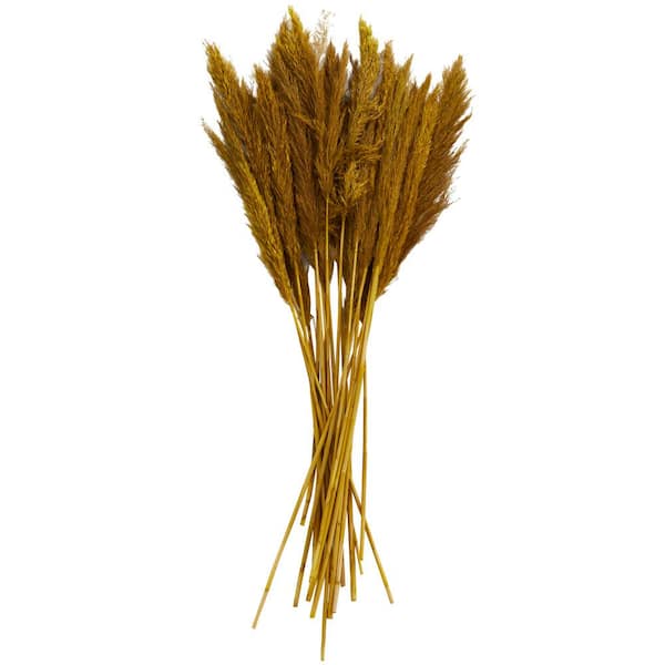 Litton Lane 35 in. Pampas Natural Foliage with Long Stems (1 Bundle)