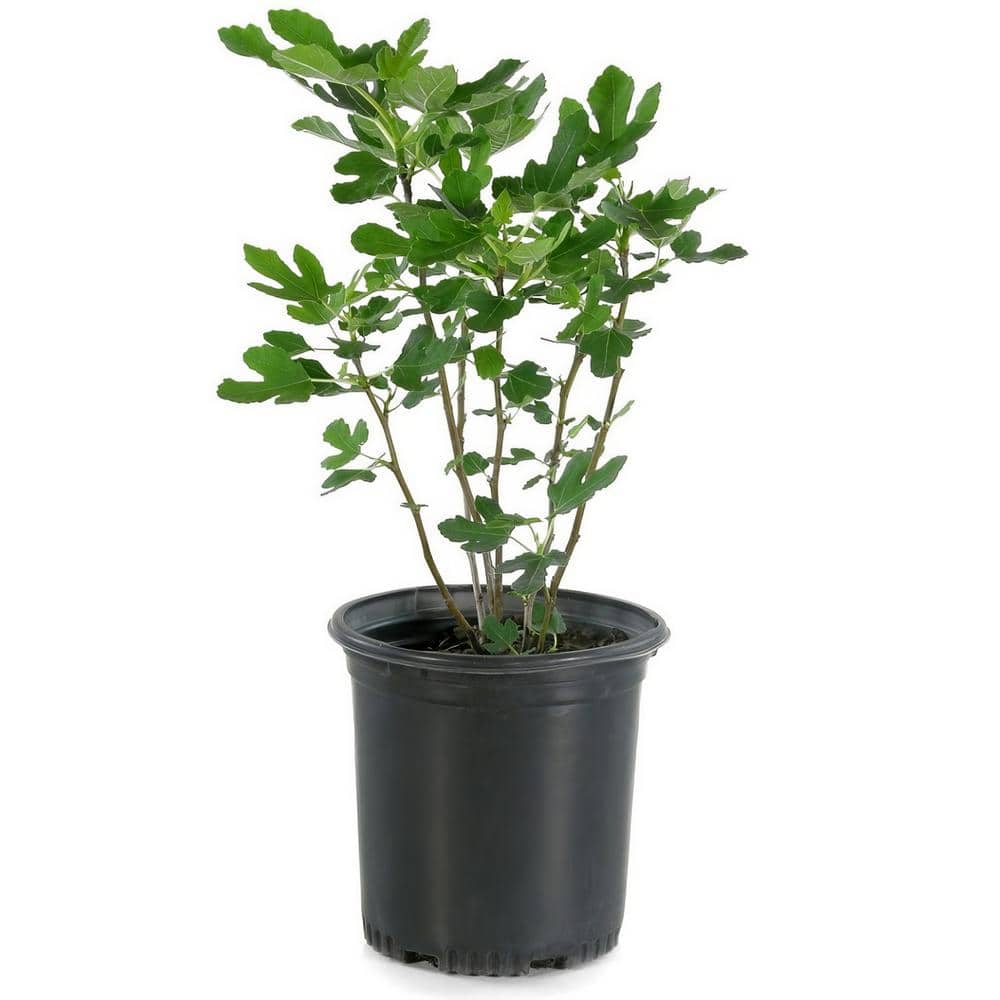 Dwarf Fignomenal Fig Tree in Quart Container