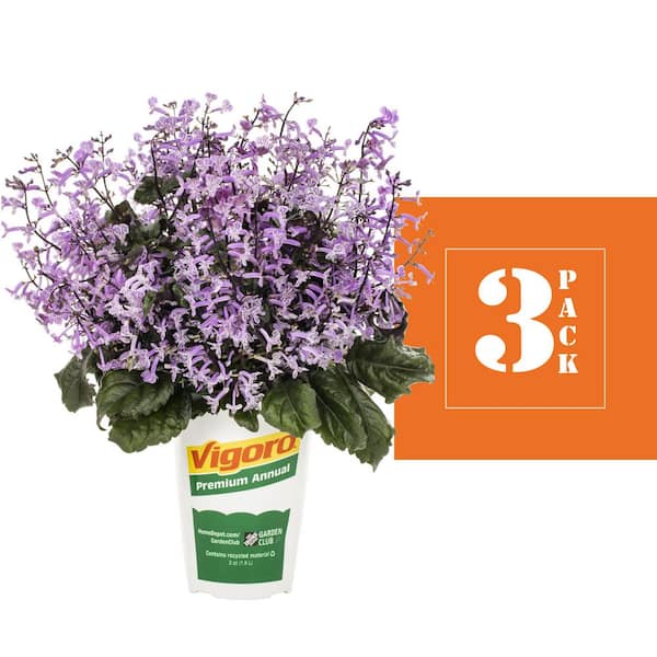 Vigoro 2 qt. Purple Plectranthus Mona Lavender Annual Plant (3-Pack) 4286 -  The Home Depot