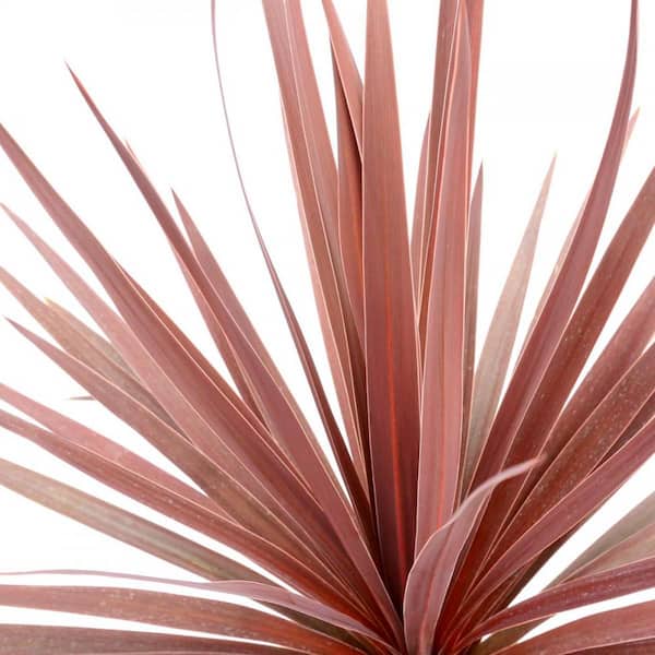 Australis Red Star 2.5 qt. Annual Grass Cordyline 1007 - The Home 