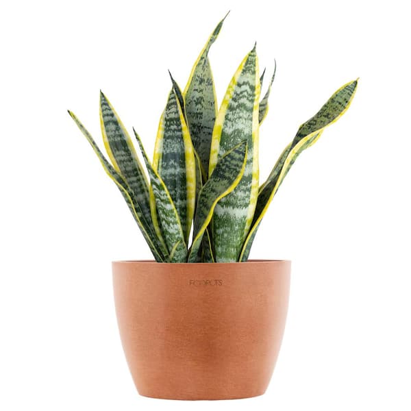Sansevieria Laurentii Live Snake Plant in 6 inch Premium Ecopots Terracotta