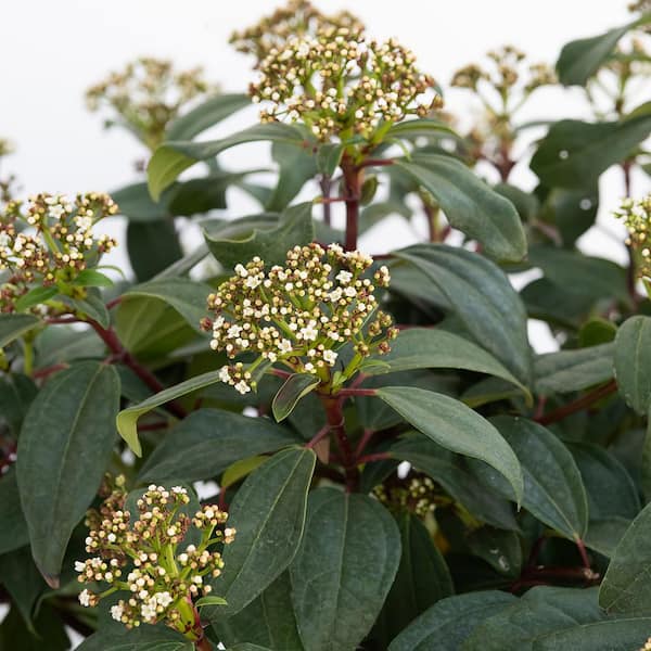 national PLANT NETWORK 2.25 gal. Viburnum Moonlit Lace Shrub