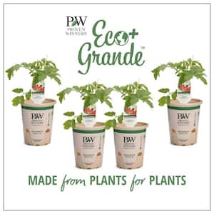 4.25 in. Eco+Grande, First Lady II (Tomato) Live Vegetable Plant (4-Pack)