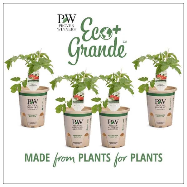 PROVEN WINNERS 4.25 in. Eco+Grande, First Lady II (Tomato) Live Vegetable Plant (4-Pack)