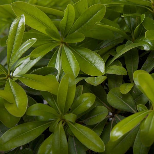 FLOWERWOOD 9.25 in. Pot - Green Pittosporum, Evergreen Shrub, Glossy Green Foliage