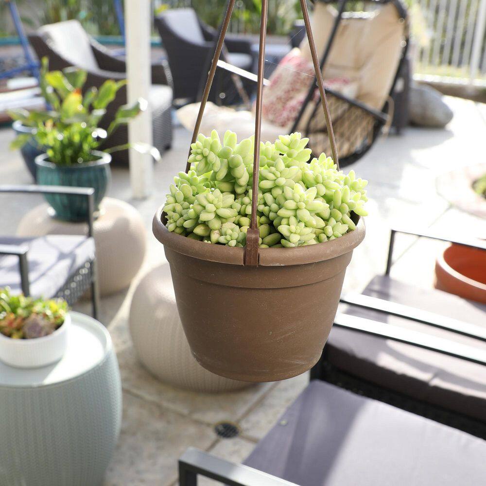 Sedum 'Burrito' Multicolor Trailing Succulent in Plastic Pot