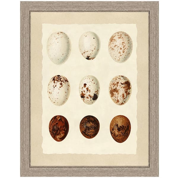Vintage Print Gallery "Birds' eggs I" Framed Archival Paper Wall Art (24 in. x 28 in. in full size)