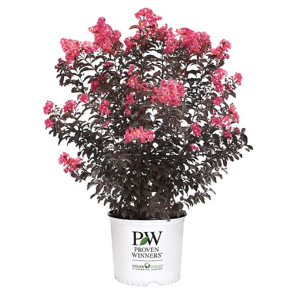 PROVEN WINNERS 5 Gal. Center Stage Coral Crape Myrtle Tree with Ruffled Coral Flowers