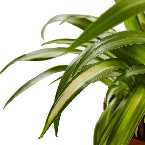 Spider Plant 6 in. Pot (2-Pack) THD100007 - The Home Depot