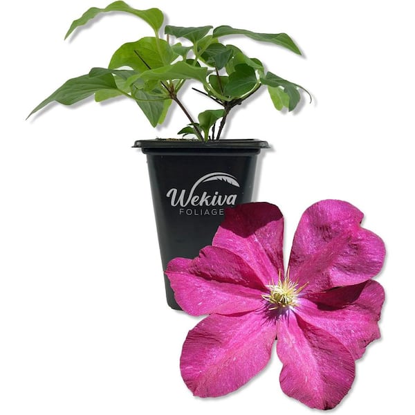 Clematis Madame Edouard Andre-Live Starter Plant in a 2 Inch Growers Pot-Starter Plants Ready for The Garden
