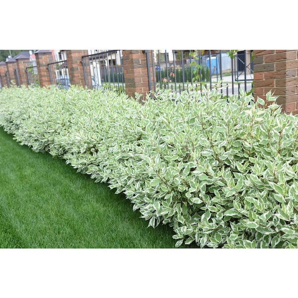 Online Orchards 1 Gal. Ivory Halo Dogwood Shrub a Lovely Ornamental Twist on the Classic Red Dogwood