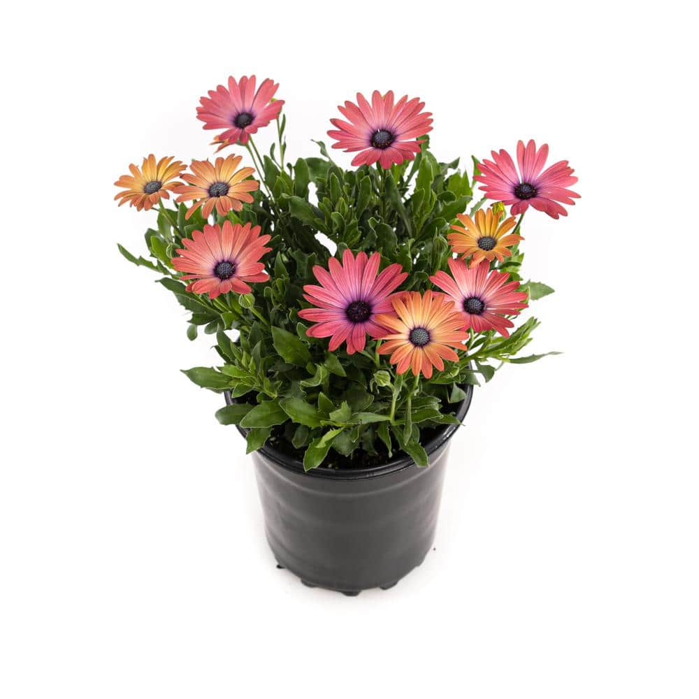 PLANTS BY POST 2 Gal. Red African Daisies Plant 748179530224 The Home