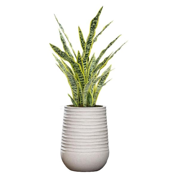 VINTAGE HOME Artificial Faux Real Touch 48 in. Tall Snake Plant