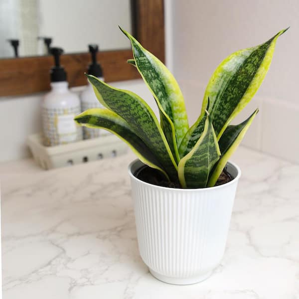 Wekiva Foliage LLC Robusta Snake Plant - Live Plant In A 4 Inch Pot Sansevieria Superba Wkiv1228