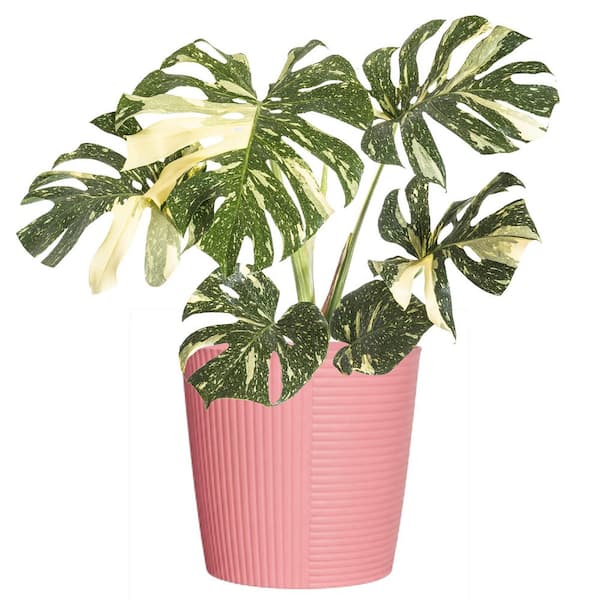 10 in. Thai Constellation Monstera Deliciosa Plant in Pink Décor Planter Pot