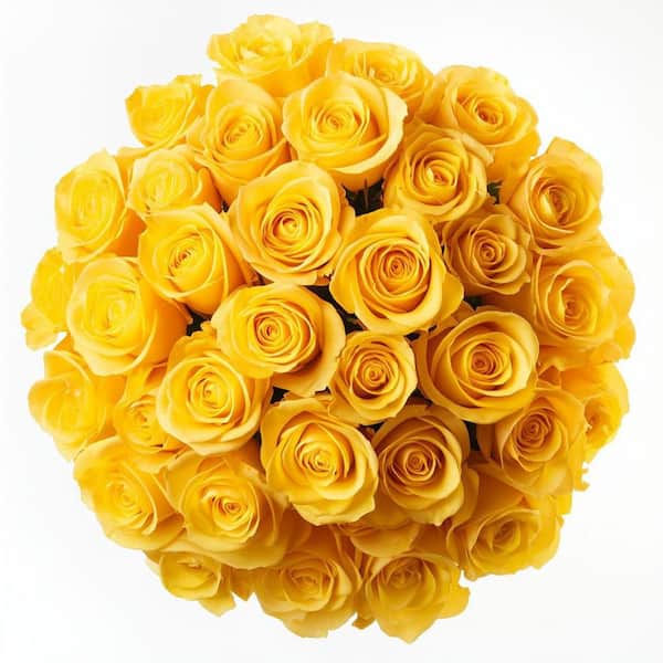 Globalrose 50 Stems of Bright Yellow Roses Fresh Flower Delivery