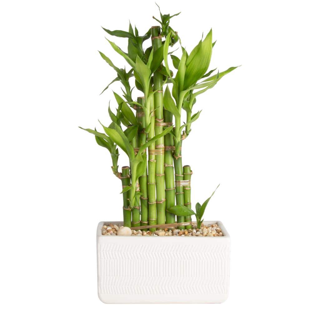 Costa Farms Lucky Bamboo Grower's Choice Braid in 20.20 in. White Square  Ceramic BAMWVBRGALIWHSQ   The Home Depot
