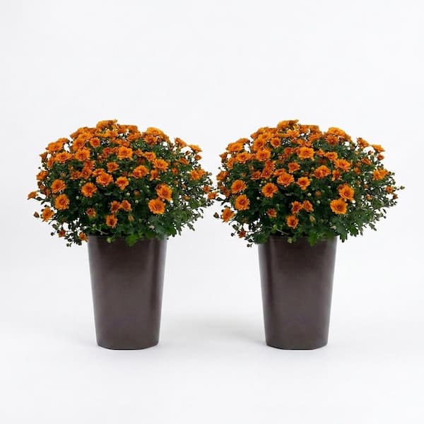 2.5 Qt. Mum Chrysanthemum Plant Orange Flowers in 6.33 In. Grower's Pot (2-Plants)