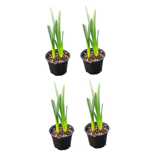 Unbranded Annual Daffodil Carlton 1.0 PT (4-Pack)