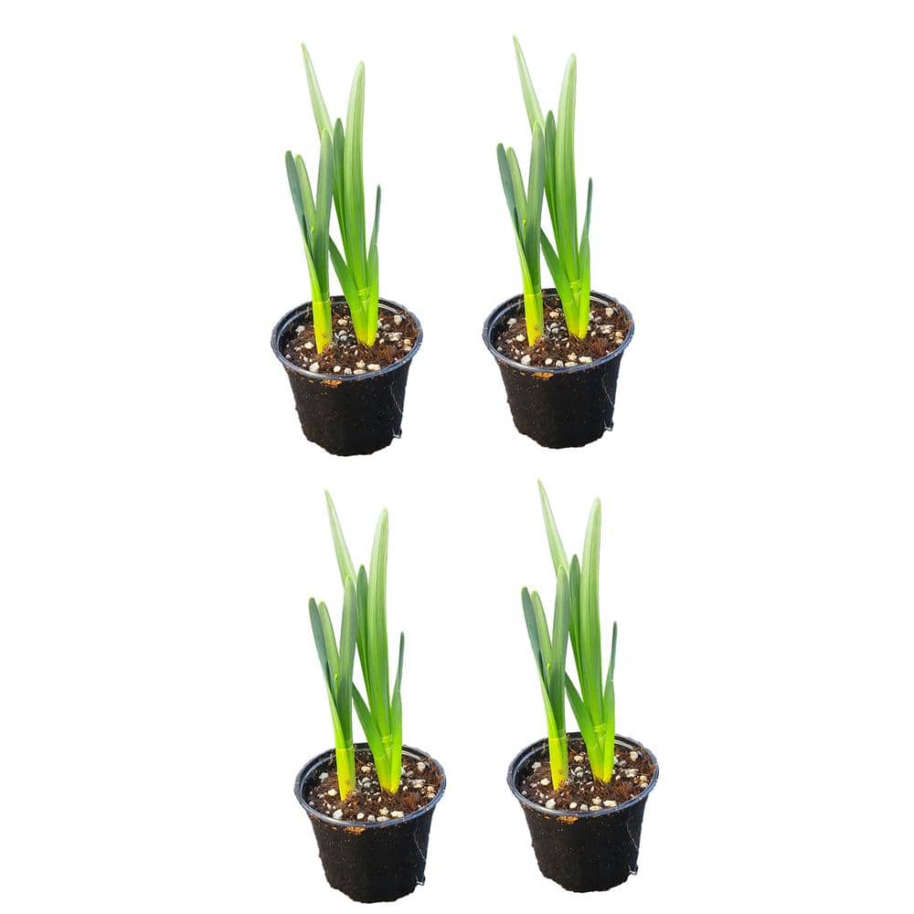 Annual Daffodil Tete-a-Tete 1.0 PT 4-Pack