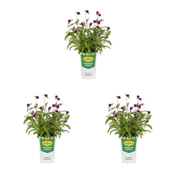 Vigoro 2 Qt. Gomphrena Globe Amaranth Ping Pong Purple Purple Annual ...