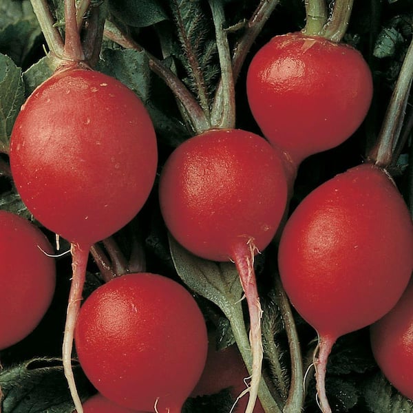 Radish Cherry Seeds Pack