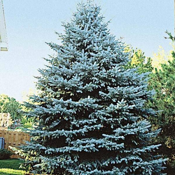 Spring Hill Nurseries Colorado Blue Spruce (Picea) Live Bareroot Plant Bluish Green Foliage (1-Pack)
