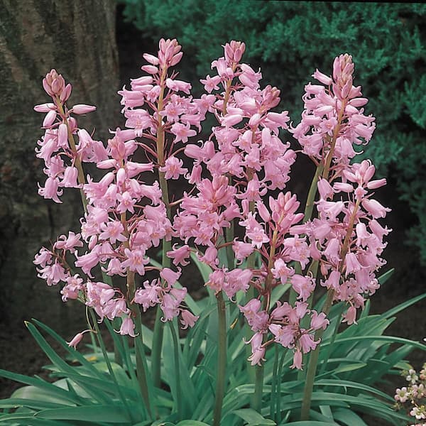Breck's Spanish Pinkbells (Hyacinthoides) Spring Flowering Bulbs with Pink Flowers (12-Pack)