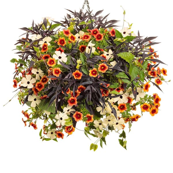Proven Winners 4.25 in. Eco+ Grande Tangerine Slice A-Peel Black-Eyed Susan Vine (Thunbergia Alata) Annual, Orange Flowers 4-Pack