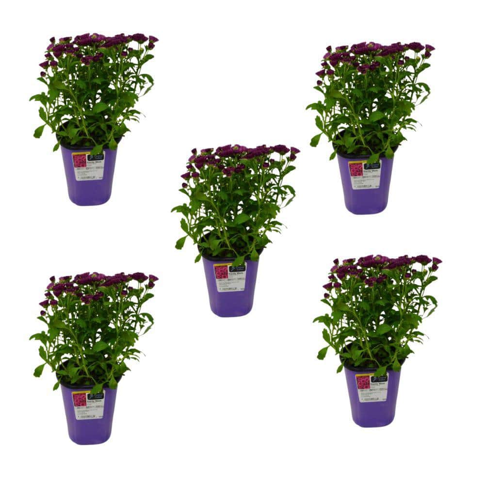 QT Garden Mum Plant Purple Shades (5-Pack)