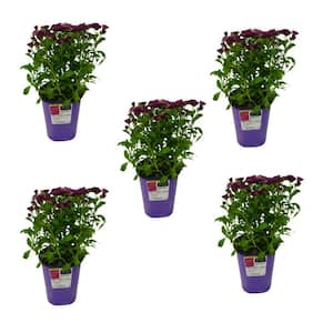 QT Garden Mum Plant Purple Shades (5-Pack)