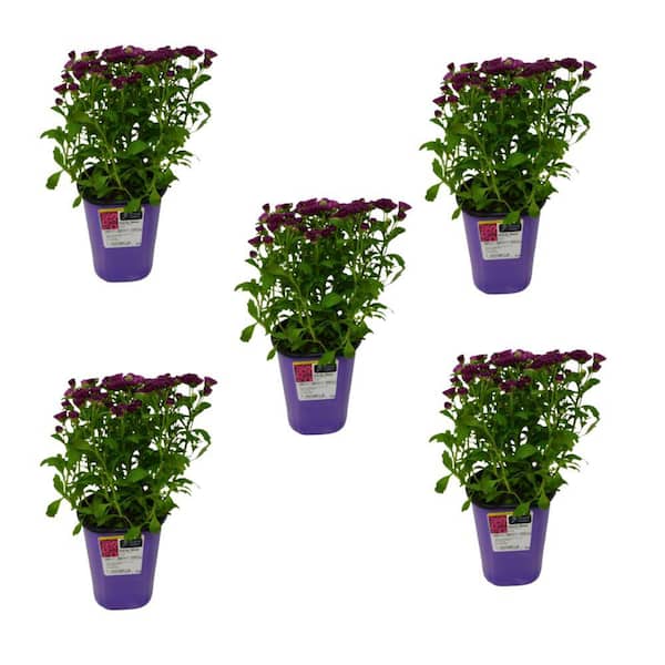 Unbranded QT Garden Mum Plant Purple Shades (5-Pack)