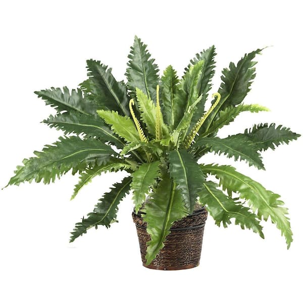 Nearly Natural 22 in. Artificial Marginatum Silk Plant with Wicker Basket