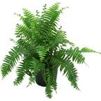 Macho Indoor/Outdoor Fern in 8.75 in. Grower Pot, Avg. Shipping Height 2-3 ft. Tall