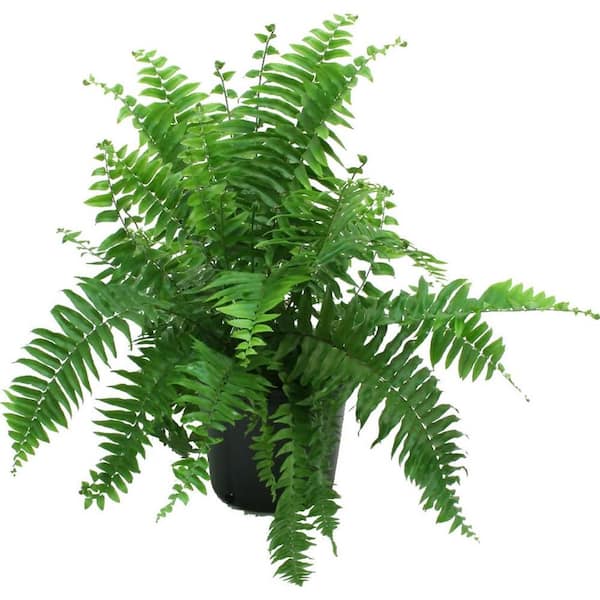 Costa Farms Macho Indoor/Outdoor Fern in 8.75 in. Grower Pot, Avg. Shipping Height 2-3 ft. Tall