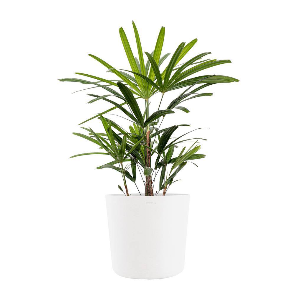 united-nursery-house-plants-