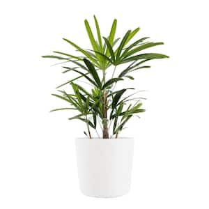 Live Broadleaf Lady Palm Rhapis Excelsa in 10 in. White Eco-Friendly Sustainable Decor Pot