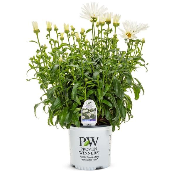 PROVEN WINNERS 1 Gal. Spun Silk Shasta Daisy Live Perennial with Unique Spider-like White Blooms