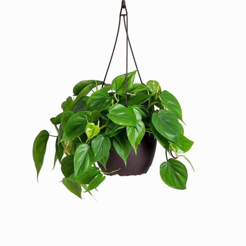 I Tropical Cordatum (Philodendron Cordatum) Plant 8 in. Hanging Basket  1005462955 - The Home Depot