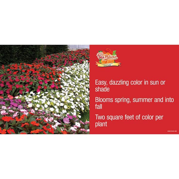 SunPatiens 1.97 Gal. Orange Impatien Outdoor Annual Plant with Orange  Flowers in 2.75 In. Cell Grower's Tray (18-Plants) DC18PKSUNORA - The Home  Depot