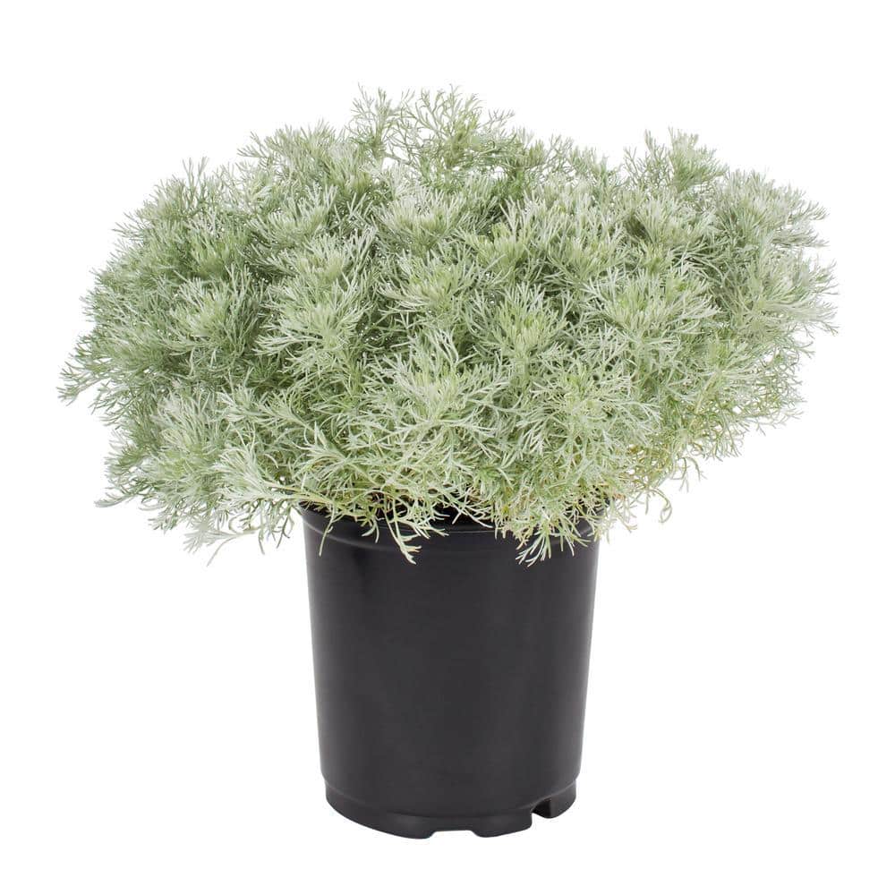 Silver Mound Artemisia 2 Quart Fragrant Perennial Plant Trio
