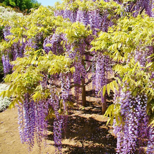 national PLANT NETWORK 3 gal. Wisteria Lavender Falls Perennial