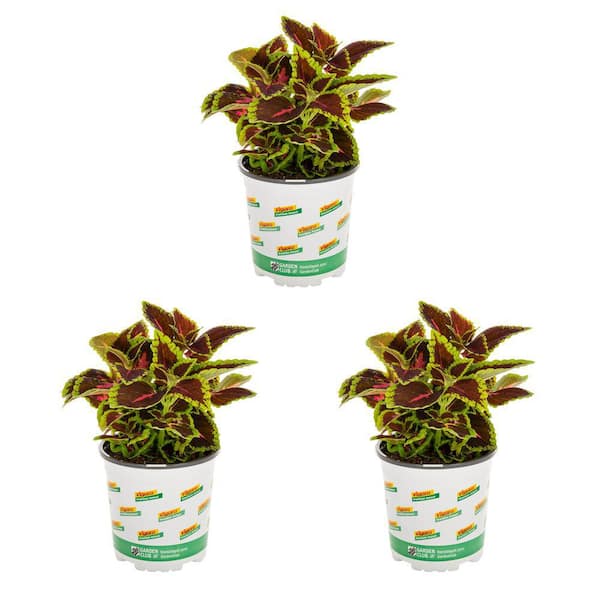 Vigoro 2 qt. Coleus Painted Nettle Mainstreet Alligator Alley Multicolor Annual Plant (3-Pack)