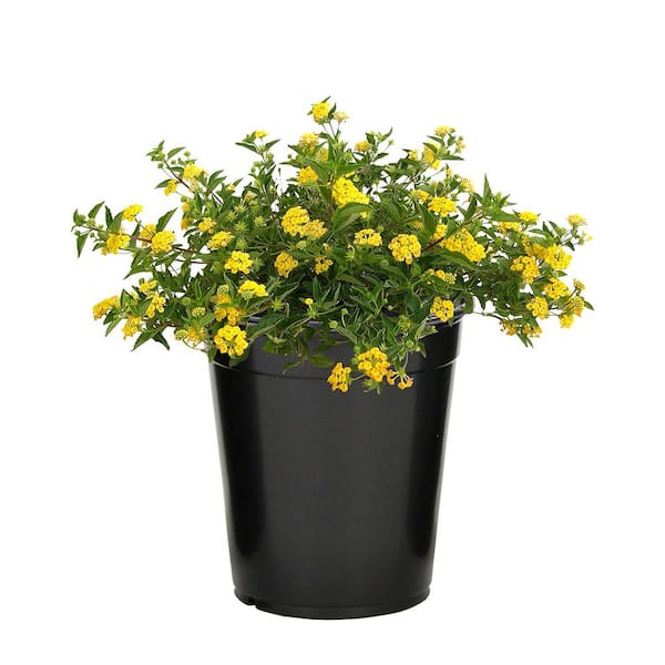 ALTMAN PLANTS #2 1.5 Gal. Yellow Lantana Plant