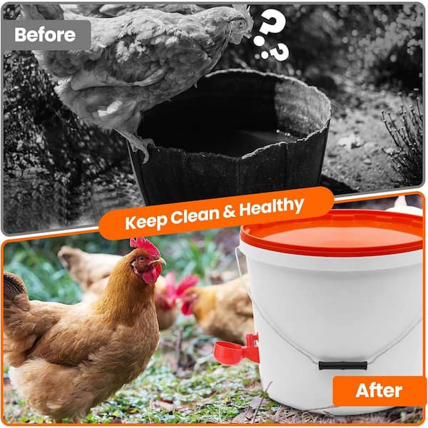 Chicken Waterer Cups 8 Pack Automatic Chicken Water Lesotho - View #8