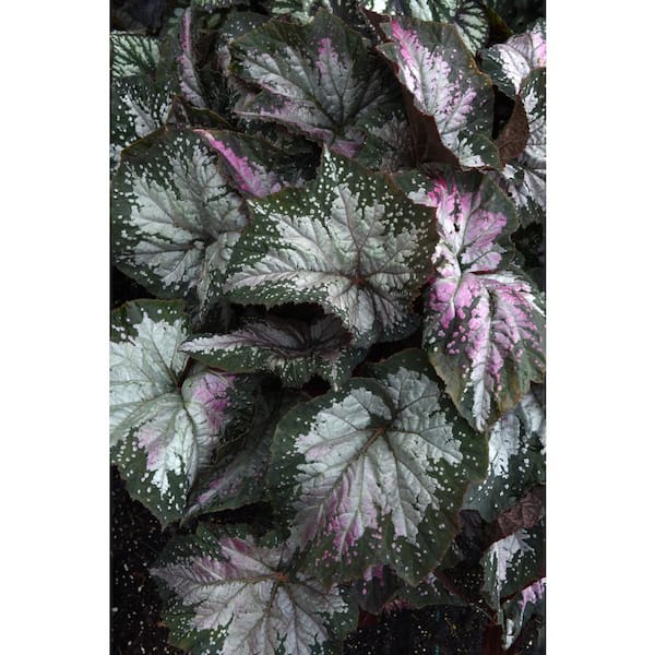 national PLANT NETWORK 8 in. Jurassic Megalo Komodo Rex Begonia Plant in a Grower Container 1-Piece